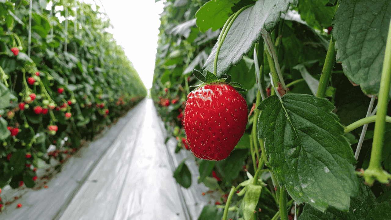 Berry Farm