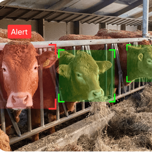 Feedlot Pen Verification