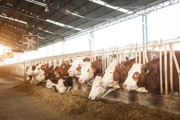 AI-Powered Livestock Counting & Monitoring Solution