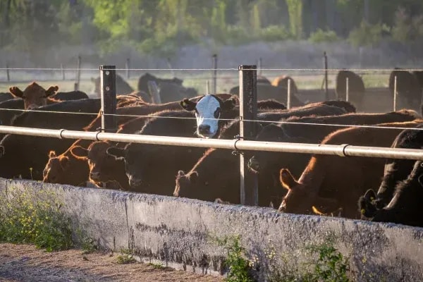 Count Every Head with AI Precision