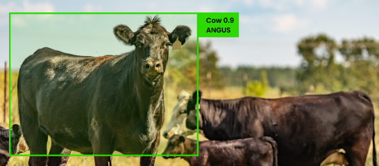 Animal Counting and Detection Solution - Folio3 AI